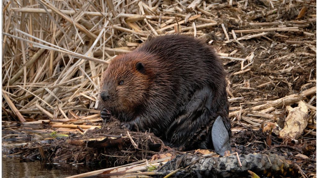 Bever in de Ridderkerkse Grienden